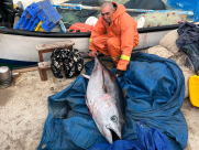  فيديو: اصطياد سمكة تونة كبيرة قبالة شواطئ يافا 